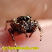 /home//u458753944/public_html/sourcegallery///////Insects and small critters/spiders and kin (Arachnida)/P8140174.JPG